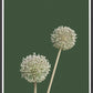 Allium Plant Print