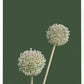 Allium Botanical Print