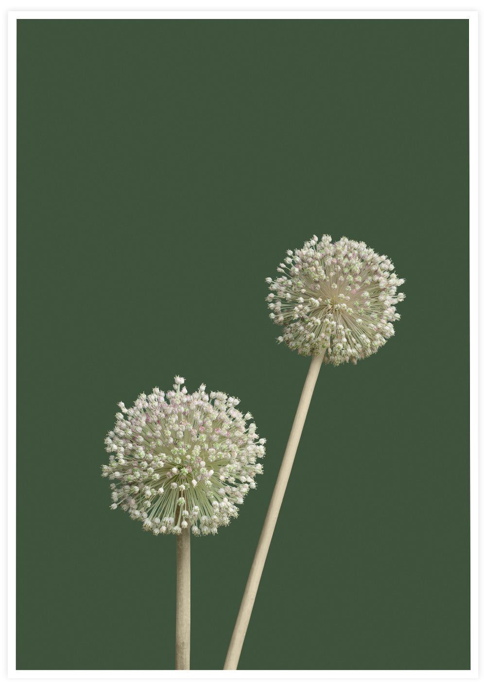 Allium Botanical Print
