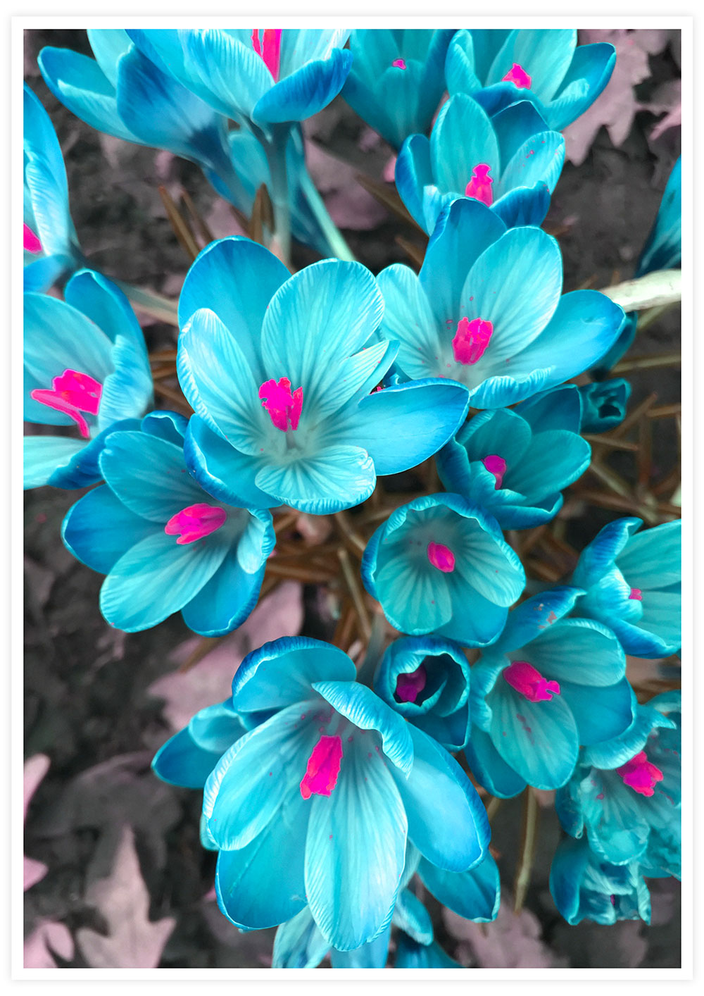 Crocus Blue Flower Art Print not in a frame