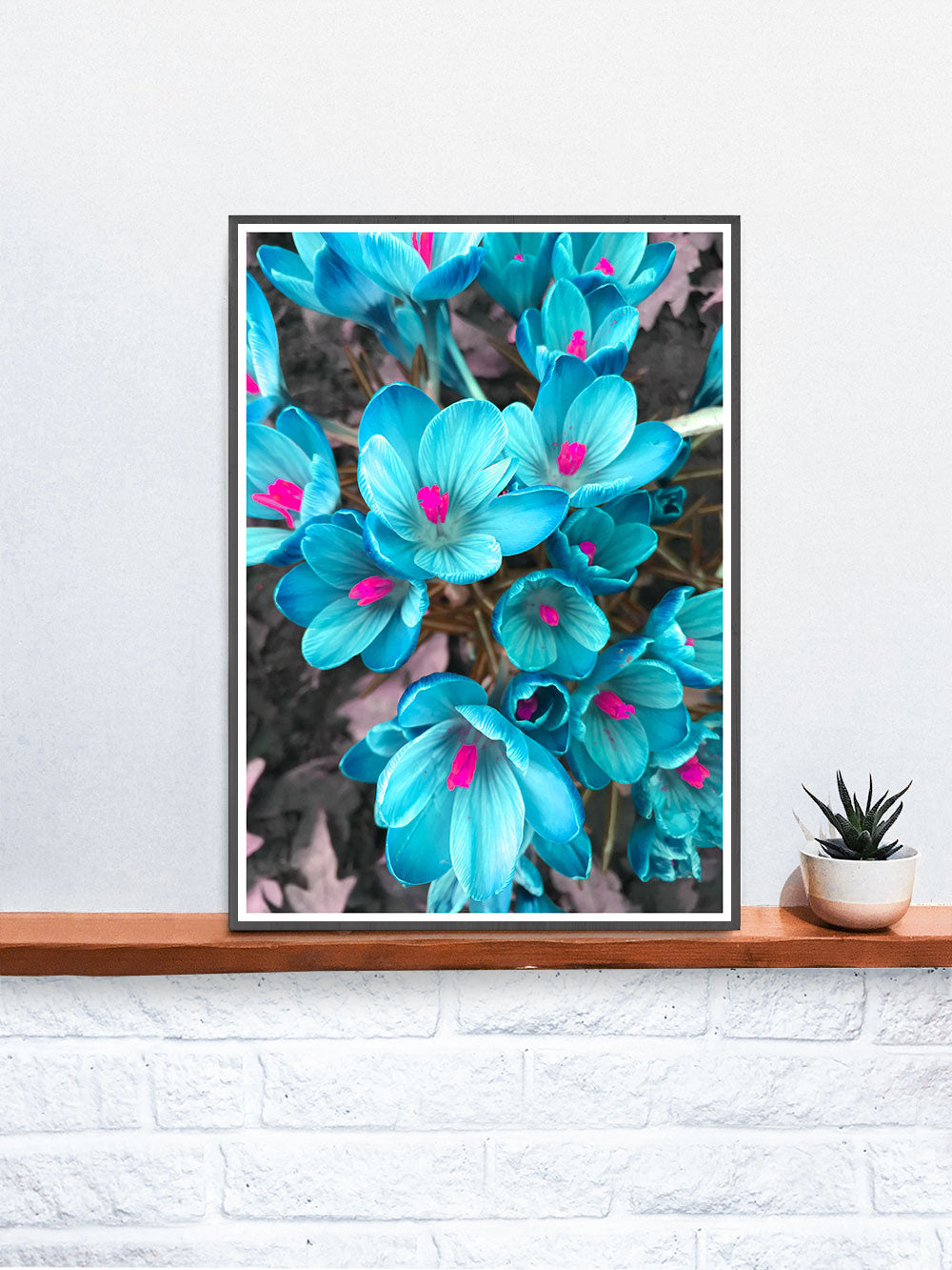 Crocus Blue Flower Art Print in a frame on a shelf