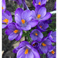 Crocus Purple Flower Art Print not in a frame