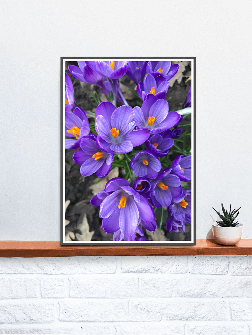 Crocus Purple Flower Art Print in a frame on a shelf