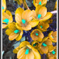 Crocus Yellow Flower Art Print in a frame