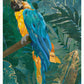 Parrot Art Print by Sarah Manovski