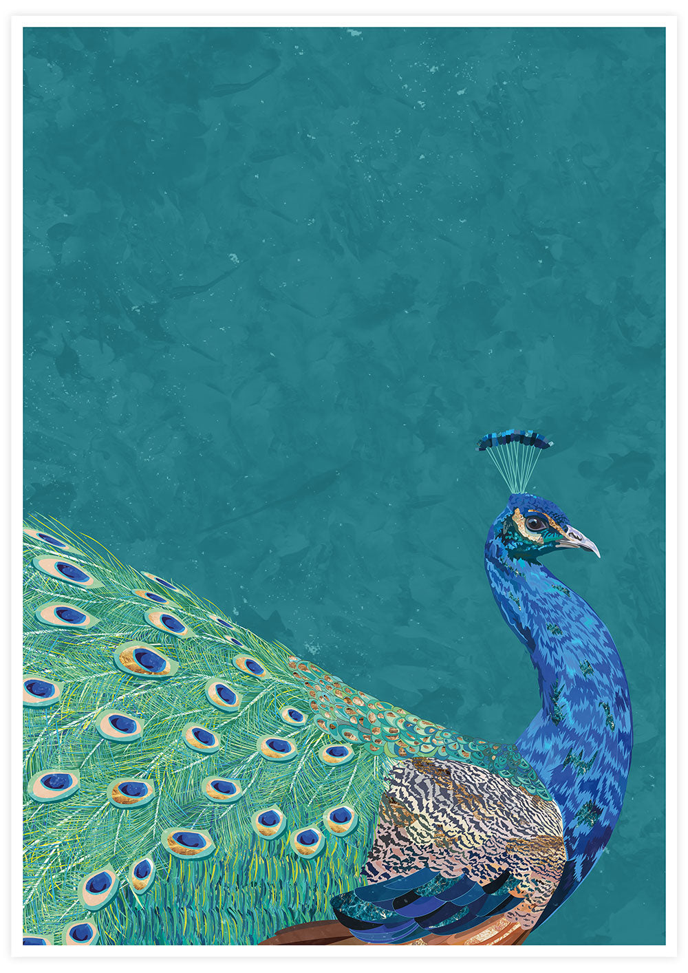 Peacock Art Print by Sarah Manovski.