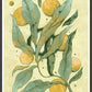 Planet Plant Botanical Art Print