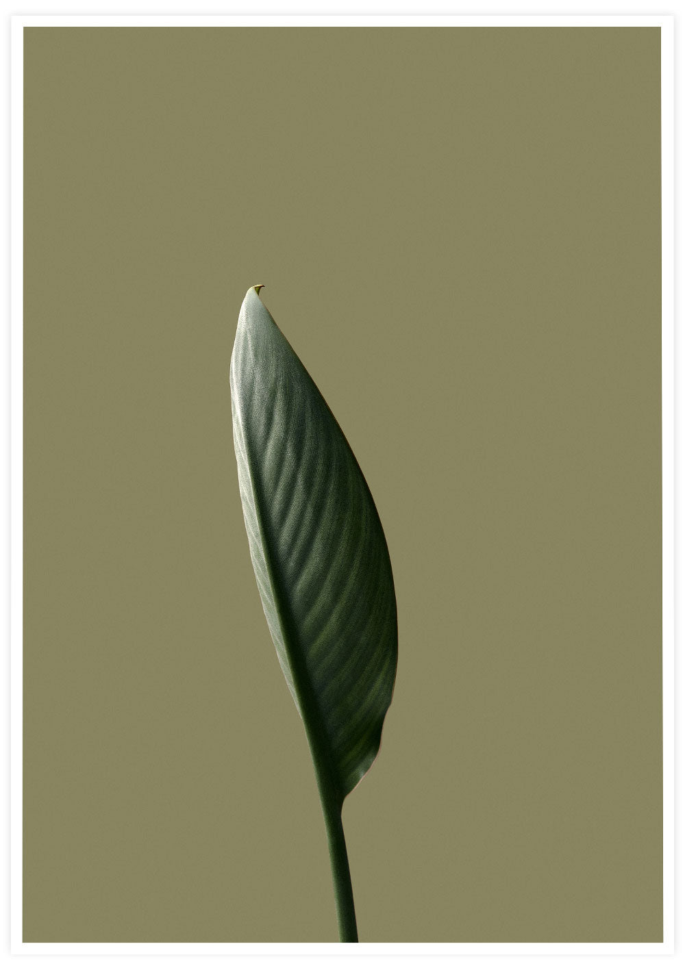Strelitzia Leaf Botanic Poster Print