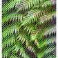 Tropicalia 13 Glitch Poster Print